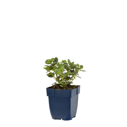 Sedum 'Red Sparkle', in 11cm-pot