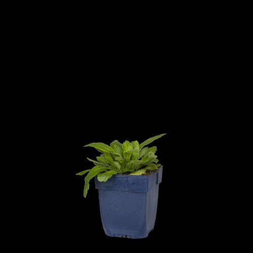 Gaillardia 'Red', in 11cm-pot