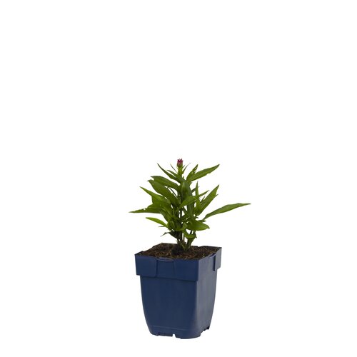 Aster novi-belgii 'Neron', in 11cm-pot