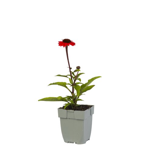 Echinacea SunSeekers Orange, in 11cm-pot