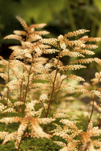 Hello Garden Aruncus aethusifolius vaste plant