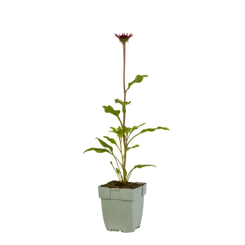 Echinacea Sombrero Salsa Red, in 11cm-pot - afbeelding 1