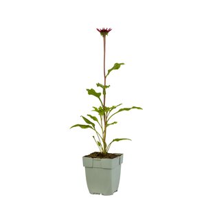 Echinacea Sombrero Salsa Red, in 11cm-pot - afbeelding 1