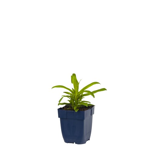 Hello Garden Aruncus aethusifolius vaste plant