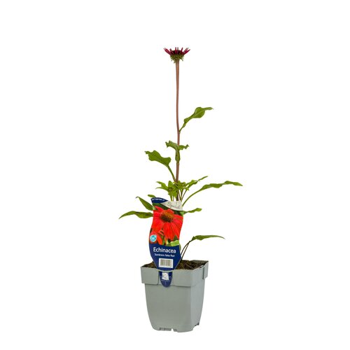 Echinacea Sombrero Salsa Red, in 11cm-pot - afbeelding 2