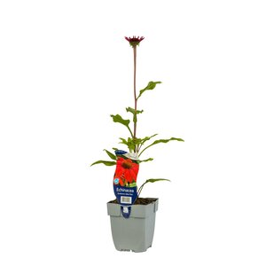 Echinacea Sombrero Salsa Red, in 11cm-pot - afbeelding 2