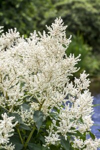 Hello Garden Aruncus dioicus vaste plant - afbeelding 1