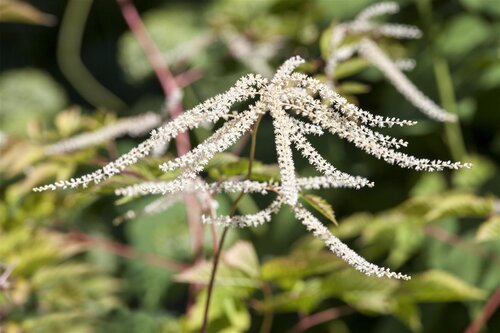 Hello Garden Aruncus dioicus vaste plant - afbeelding 2