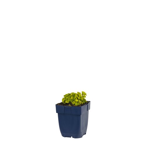 Campanula 'Dickson's Gold', in 11cm-pot