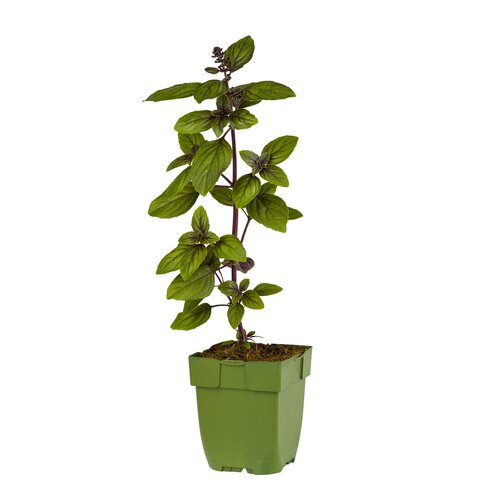 Ocimum bas. 'Magic Mountain', in 11cm-pot