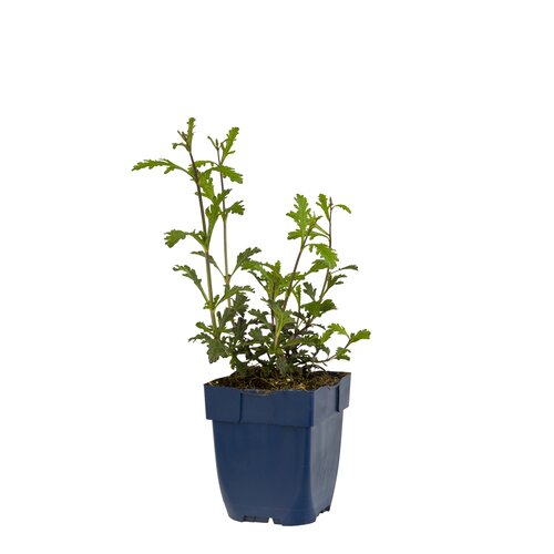Verbena off. 'Bampton', in 11cm-pot