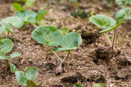 Hello Garden Asarum europaeum vaste plant