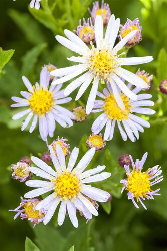 Hello Garden Aster ageratoides Asran vaste plant