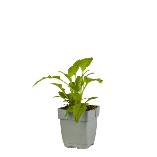 Echinacea Sombr. Lemon Yellow Impr., in 11cm-pot