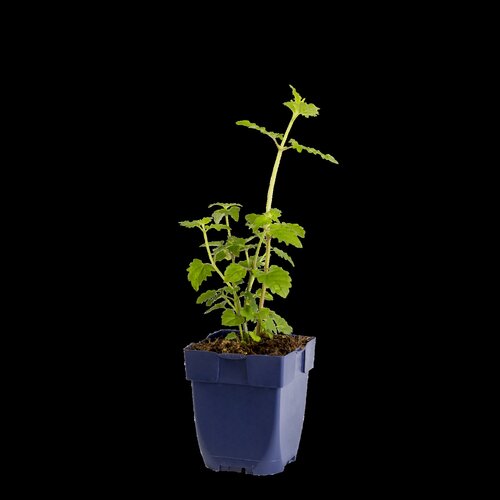 Hello Garden Aster ageratoides Asran vaste plant