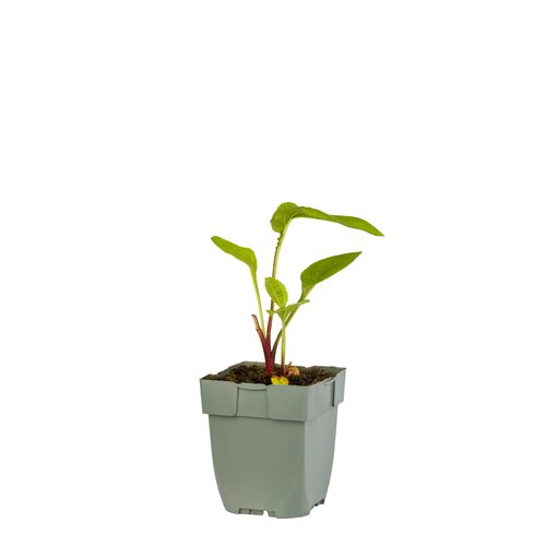 Echinacea purp. 'Green Twister', in 11cm-pot