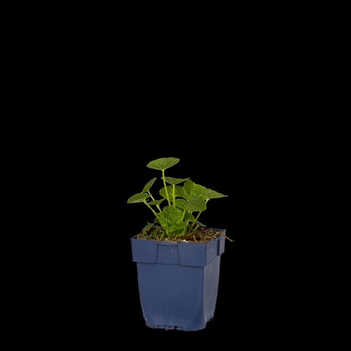 Hello Garden Aster dumosus Schneekissen vaste plant