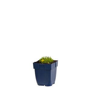Delosperma congesta, in 11cm-pot - afbeelding 1
