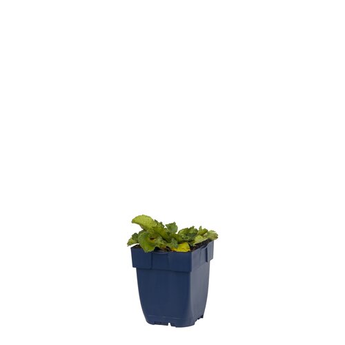 Eryngium planum 'Blue Hobbit', in 11cm-pot