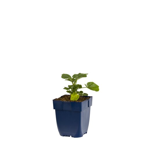 Hello Garden Aster Woods Pink vaste plant
