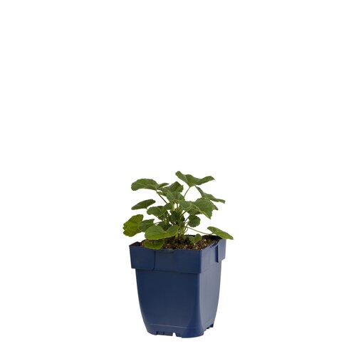 Hello Garden Aster Woods Purple vaste plant