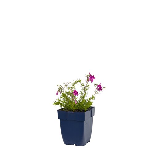 Phlox (S) 'MacDaniel's Cushion', in 11cm-pot