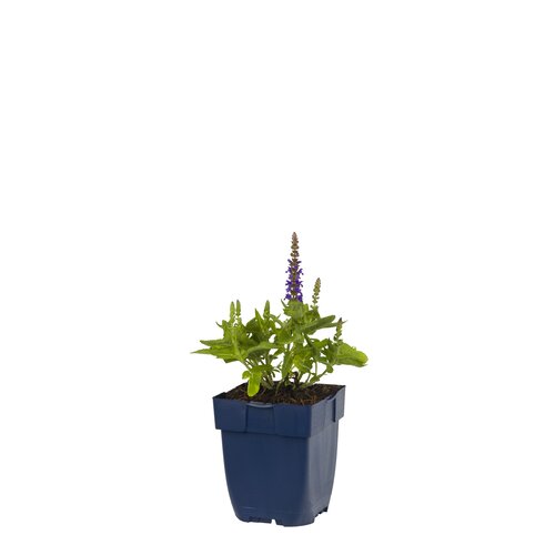 Hello Garden Aster Woods Purple vaste plant