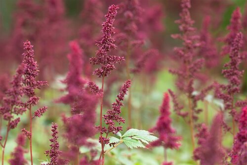 Astilbe (A) 'Fanal', in 11cm-pot - afbeelding 2