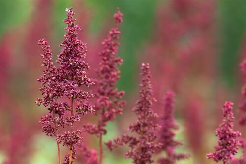 Astilbe (A) 'Fanal', in 11cm-pot - afbeelding 3