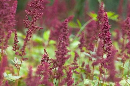 Astilbe (A) 'Fanal', in 11cm-pot - afbeelding 4
