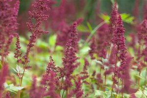Astilbe (A) 'Fanal', in 11cm-pot - afbeelding 4