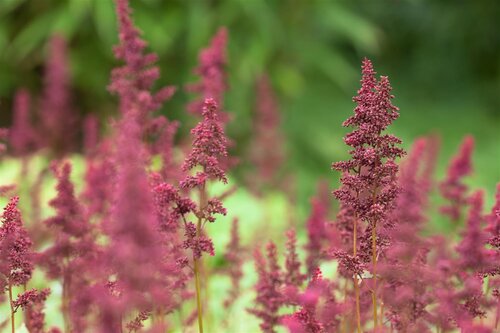 Astilbe (A) 'Fanal', in 11cm-pot - afbeelding 5