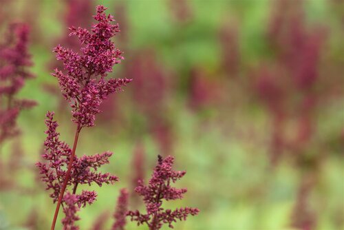 Astilbe (A) 'Fanal', in 11cm-pot - afbeelding 6