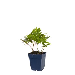Astilbe (A) 'Fanal', in 11cm-pot - afbeelding 1