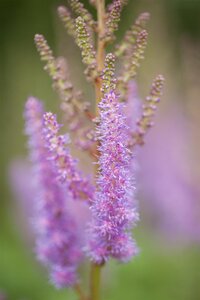 Hello Garden Astilbe chinensis Pumila vaste plant - afbeelding 2