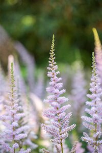 Hello Garden Astilbe chinensis Pumila vaste plant - afbeelding 3