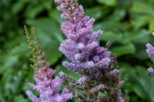 Hello Garden Astilbe chinensis Pumila vaste plant - afbeelding 4