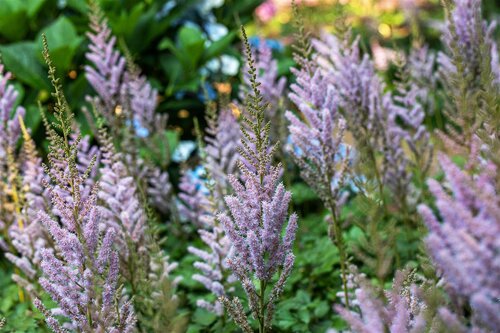 Hello Garden Astilbe chinensis Pumila vaste plant - afbeelding 5