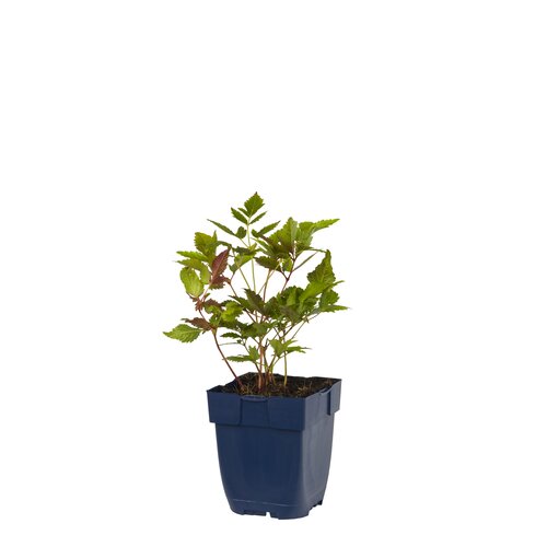Astilbe chin. 'Purpurkerze', in 11cm-pot