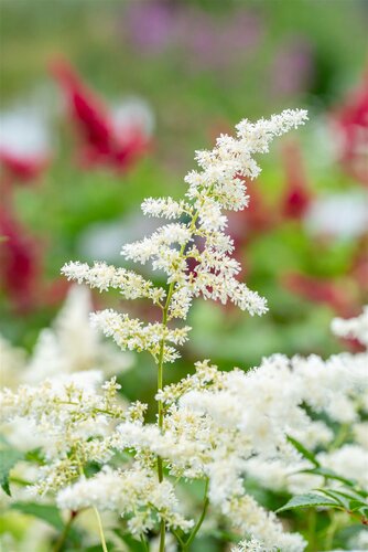 Astilbe (J) 'Deutschland', in 11cm-pot - afbeelding 2