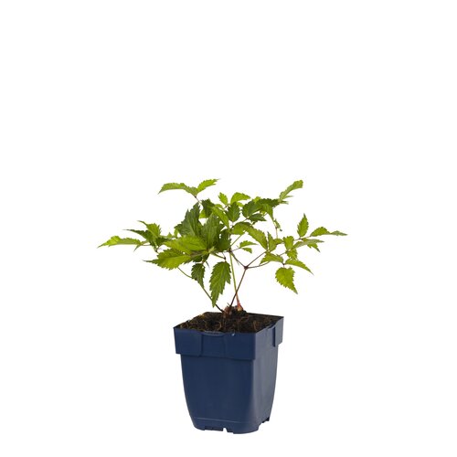 Astilbe (J) 'Deutschland', in 11cm-pot - afbeelding 1