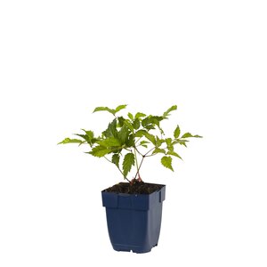 Astilbe (J) 'Deutschland', in 11cm-pot - afbeelding 1
