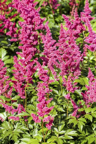 Astilbe (J) 'Europa', in 11cm-pot - afbeelding 2