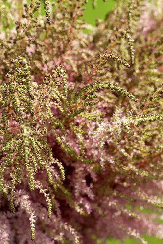Astilbe (J) 'Europa', in 11cm-pot - afbeelding 3