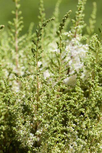 Astilbe (J) 'Europa', in 11cm-pot - afbeelding 4