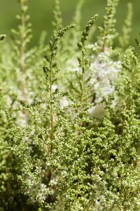 Astilbe (J) 'Europa', in 11cm-pot - afbeelding 4
