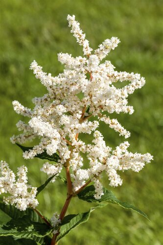 Astilbe (J) 'Europa', in 11cm-pot - afbeelding 5