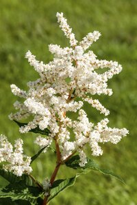 Astilbe (J) 'Europa', in 11cm-pot - afbeelding 5