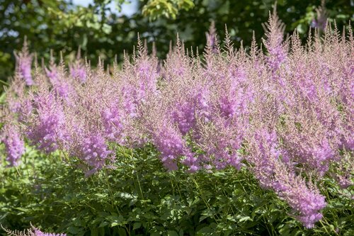 Astilbe (J) 'Europa', in 11cm-pot - afbeelding 6