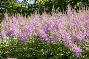 Astilbe (J) 'Europa', in 11cm-pot - afbeelding 6
